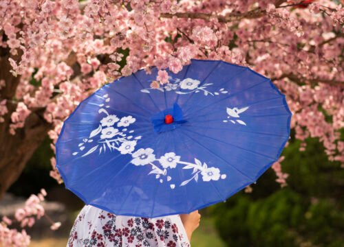 Best Time to See Cherry Blossoms in Japan: A Seasonal Guide